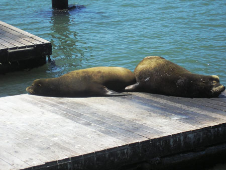 Sea Lions Fishermans Wharf